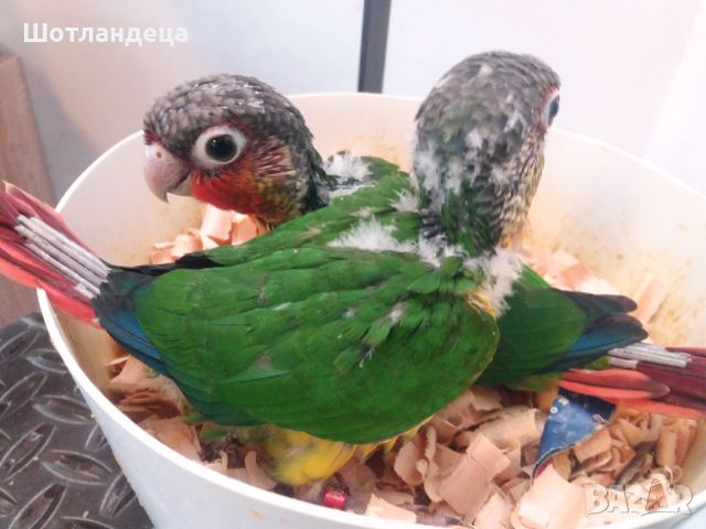 Папагал пирура хипоксантия-бебета, снимка 2 - Папагали - 45754072