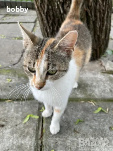 Подаряваме котенце на 5 месеца Котенцето е кастрирано, снимка 1