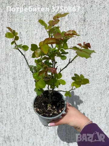 🌹 РОЗА 🌹 EDEN ROSE® Meiviolin/ GPT. EDEN ROSE Pierre De Ronsard ® 🌹, снимка 5 - Градински цветя и растения - 49621255