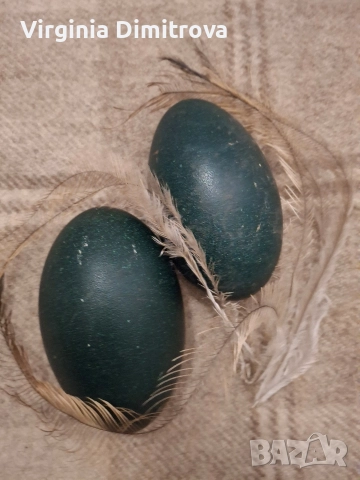 Оплодени яйца от Ему , снимка 2 - други­ - 52663660