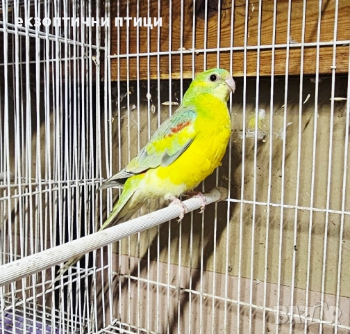 Продавам Пойни Папагали , снимка 5 - Папагали - 52528413