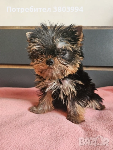 Мини Принцеса от родословни родители. , снимка 5 - Йоркширски териер - 53683061
