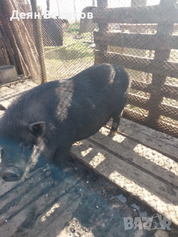 Виетнамско женско прасе, снимка 2 - Прасета - 54115286