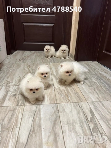 Мини померан, снимка 2 - Померан - 54100971