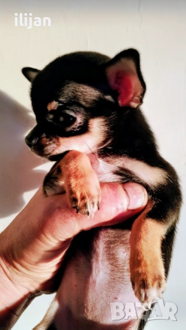 Миниатюрна  красавица, снимка 2 - Чихуахуа - 54061720