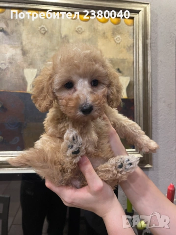 Мини пудели, женски, снимка 8 - Пудели - 53940833