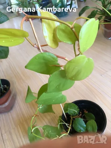 Philodendron hederaceum Lemon Lime , снимка 5 - Стайни растения - 47169092