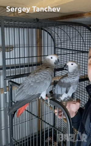 Папагали жако, снимка 11 - Папагали - 52689764