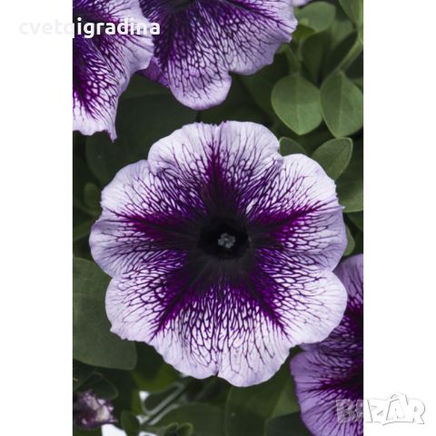 Petunia Vivini Violet Vein-Птуния виолетова вена