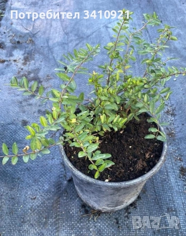 Лоницера нитида