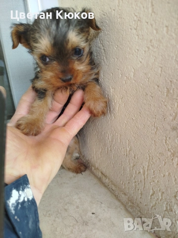 мини йоркширски териер , снимка 9 - Йоркширски териер - 51527634