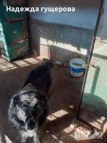 Каракачанско куче, снимка 2 - Каракачанска овчарка - 45283371