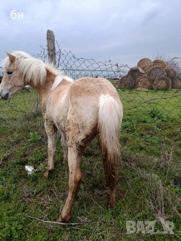 Хафлингер мъжко конче, снимка 4 - Коне - 53971559