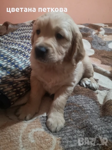 Голдън ретривър , снимка 5 - Голдън ретривър - 53220324