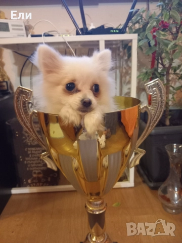 Продавам малки пумеранчета, снимка 5 - Померан - 52713328