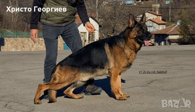 Развъдник”Georgiev Nouse”продава малки чистокръвни немски овчарки женски, снимка 6 - Немска овчарка - 51432181