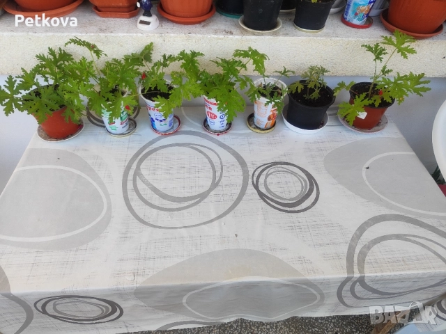 Индрише, снимка 3 - Стайни растения - 51728500