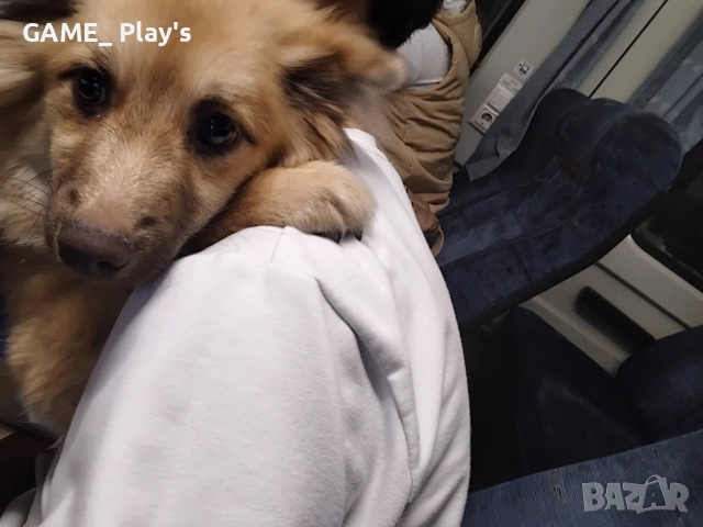 спешно за продажба:Порода шпиц , снимка 4 - Померан - 52830618