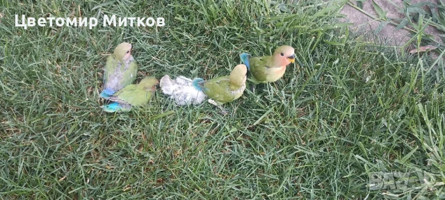 Папагали ръчно хранени неразделки, снимка 13 - Папагали - 51135664