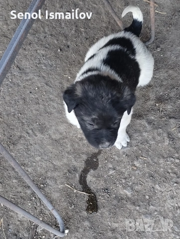 Кучета, снимка 5 - Каракачанска овчарка - 53828173