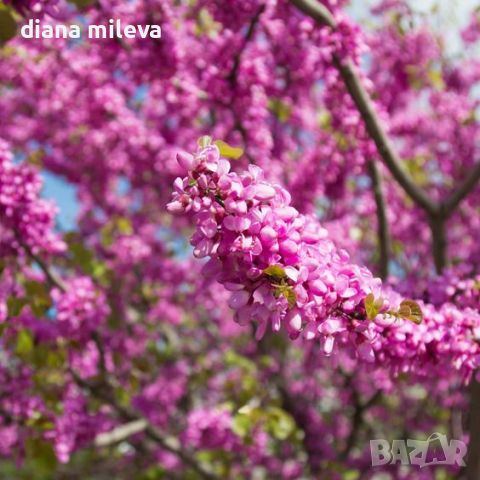 Церцис, Див Рошков, Дърво на Юда, Сercis siliquastrum, снимка 3 - Градински цветя и растения - 46601219
