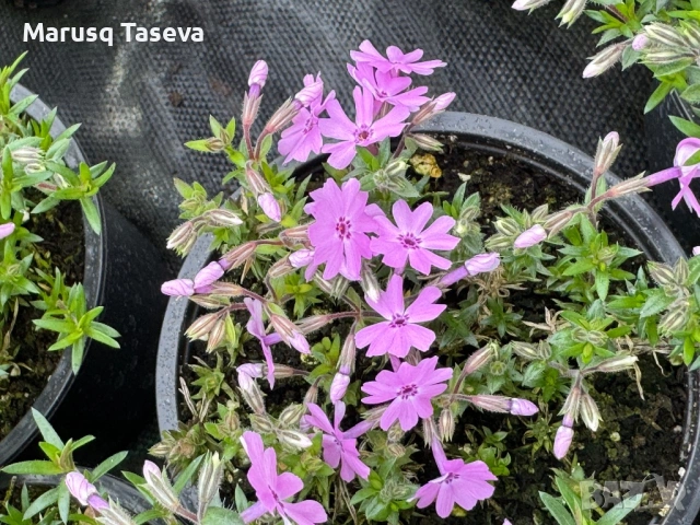 Флокс цикламен,розов и светло син. , снимка 8 - Градински цветя и растения - 53818163