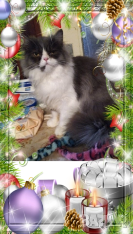  Ваксинирани персийски дългокосмести многоцветни котки с ЕС паспорти,микрочипирани!, снимка 14 - Други - 42172667