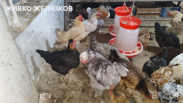 ПРОДАВАМ ОПЛОДЕНИ КОКОШИ ЯЙЦА , ЗА РАЗПЛОД, снимка 5 - Кокошки и пуйки - 53923856