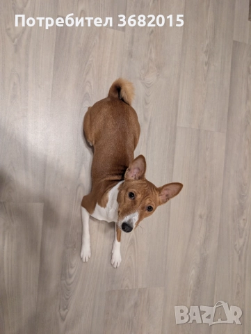 Продавам куче порода Басенджи, снимка 5 - Други - 52909659