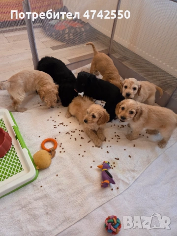 Кученца за трюфел, снимка 5 - Кокер шпаньол - 53535610