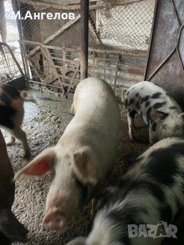 Прасета, снимка 5 - Прасета - 52810169