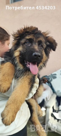 немска овчарка / НОК, снимка 13 - Немска овчарка - 51033011