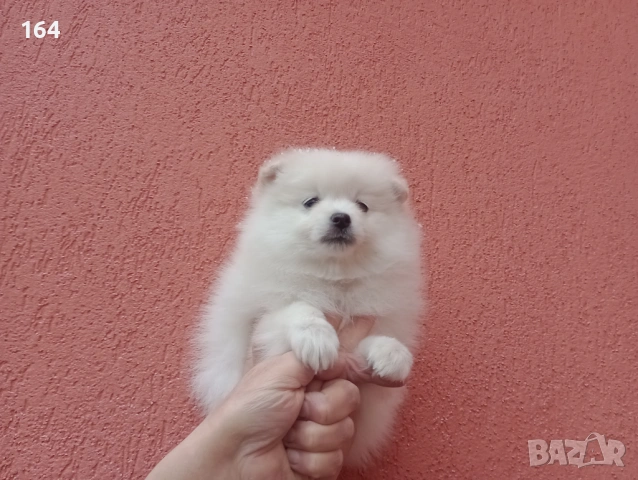 Мъжки Померан. Реални снимки от 01.02.26 г. 