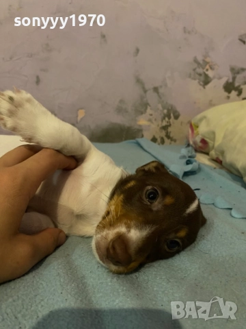 ДЖАК РЪСЕЛ 250ЛВ ЗА КУТРЕ С ВАКСИНА И ПАСПОРТ 1510250824, снимка 6 - Джак ръсел териер - 52059298