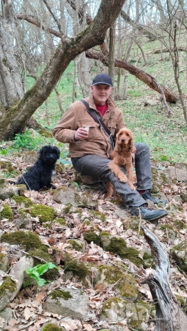 Кучета за трюфели - Обучени, снимка 6 - Кокер шпаньол - 52658653