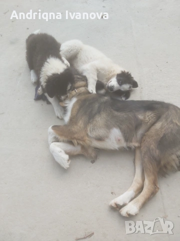 Продавам каракачански кученца, снимка 8 - Каракачанска овчарка - 53825575