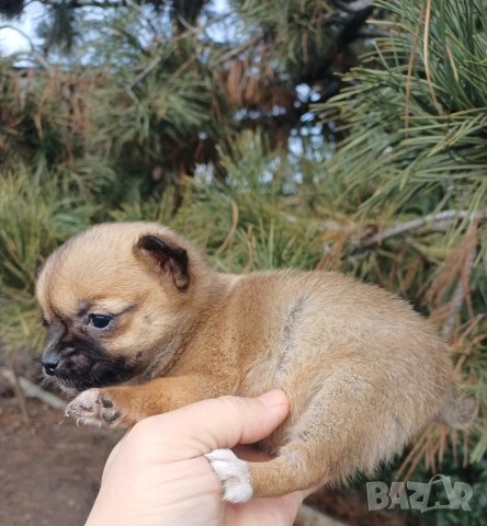 Чистокръвни мини чихуахуа , снимка 8 - Чихуахуа - 53380954