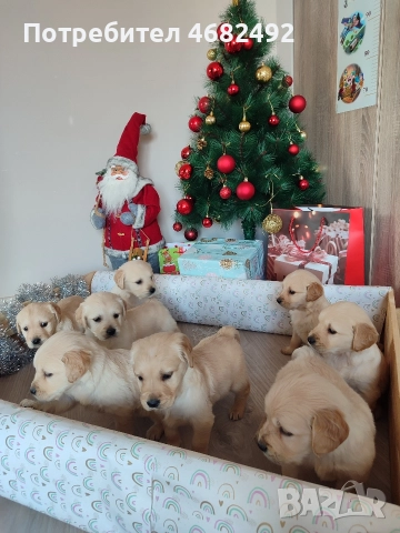 Голдън ретривър 