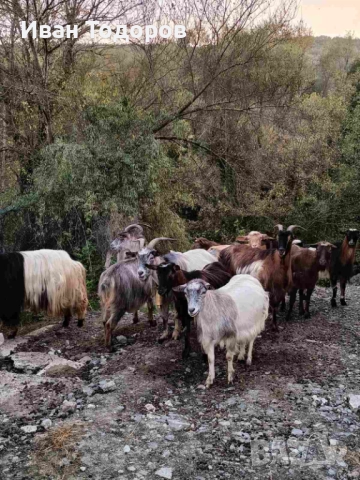 Продавам Десет Кози и Един Козел(Пръч), снимка 10 - Кози - 52583525