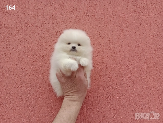 Чисто бели мини Померани. Реални снимки !!!, снимка 5 - Померан - 53883222