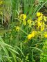 Продавам растения Жълт воден ирис, снимка 9