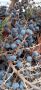 пресни семена от палма студоустойчива трахикарпус България 50 бр за 5 лв, снимка 9