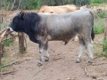 Телета, бици, снимка 6