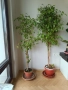 Фикус бенджамин 170см, драцена 120см, снимка 16