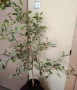 Фикус бенджамин, снимка 1