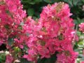 Хортензия Мега Минди, Hydrangea paniculata 'Mega Mindy', за супер слънце, снимка 1