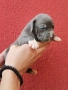 американски сиви питбулчета , снимка 2