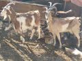 продавам кози може бартер , снимка 1 - Кози - 45775779