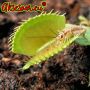 100 семена Венерина мухоловка Dionaea muscipula Семена Мухоловка Бонсай месоядно растение яде насеко, снимка 15