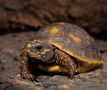 Сухоземна Червенопетниста Костенурка Карбонария - Red-footed tortoise, Chelonoidis carbonarius, снимка 16